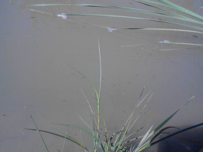 IMG_20130609_115838 - pesti