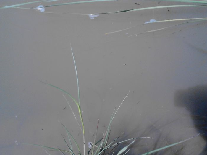 IMG_20130609_115841 - pesti