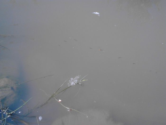 IMG_20130609_115942 - pesti