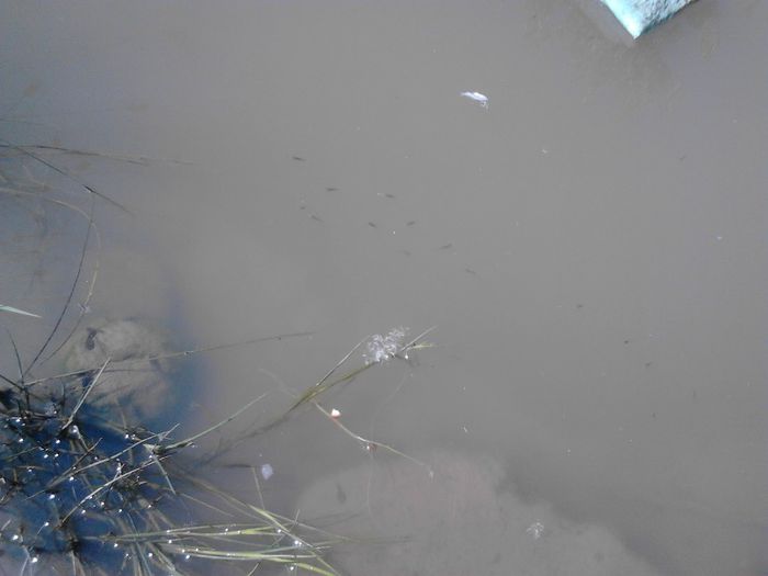 IMG_20130609_115945 - pesti