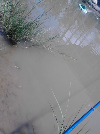 IMG_20130609_120133 - pesti