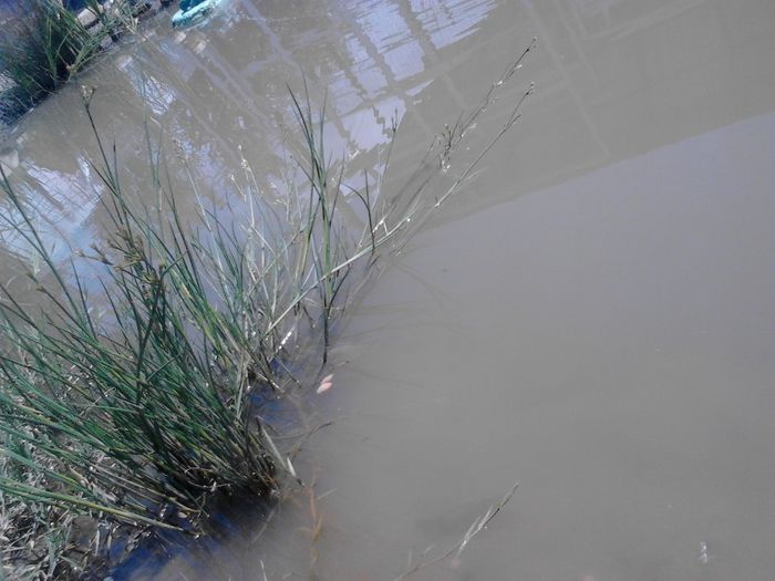 IMG_20130609_120140 - pesti