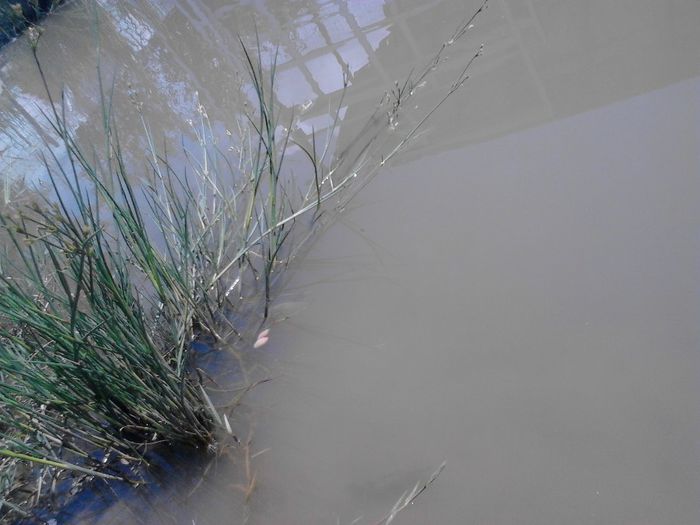 IMG_20130609_120143 - pesti