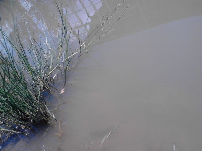 IMG_20130609_120147 - pesti