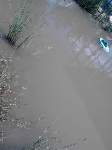 IMG_20130609_120201 - pesti