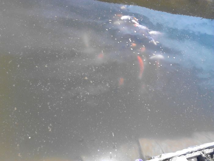 IMG_20130609_122702 - pesti