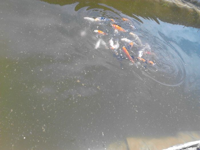 IMG_20130609_122705 - pesti