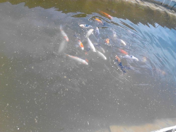 IMG_20130609_122710 - pesti