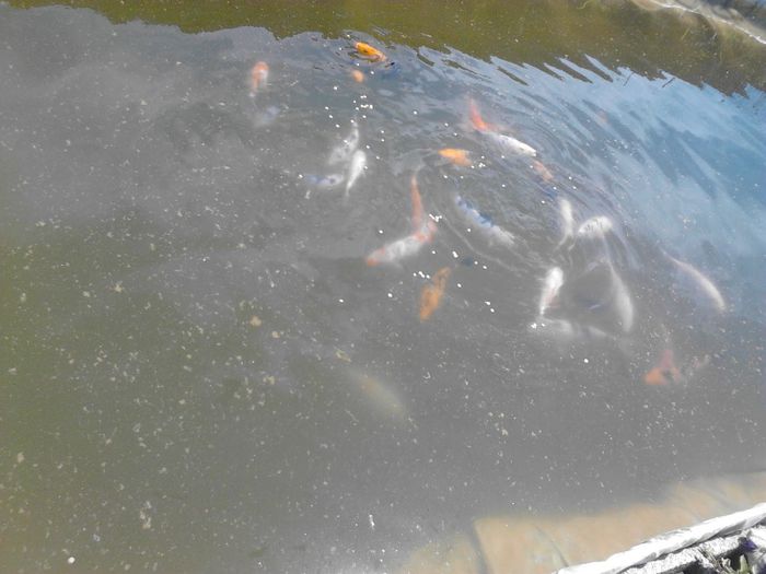 IMG_20130609_122713 - pesti