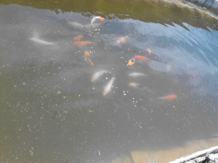 IMG_20130609_122719 - pesti