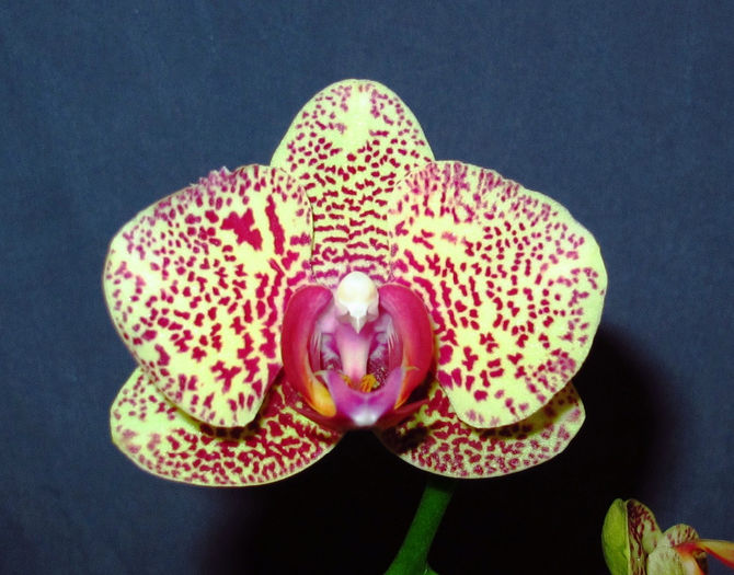 Dtps. Fusheng Sweet Paradise - Reinfloriri orhidee 2014