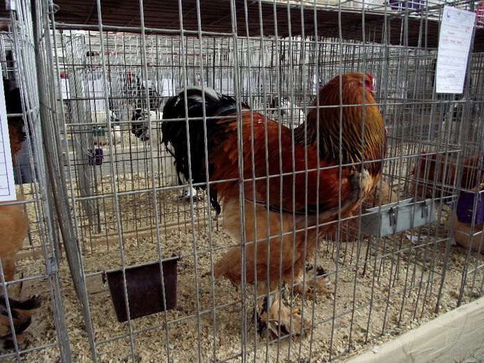 DSCF7498 - Expozitie MARAMURES 31 ianuarie-2 februarie 2014