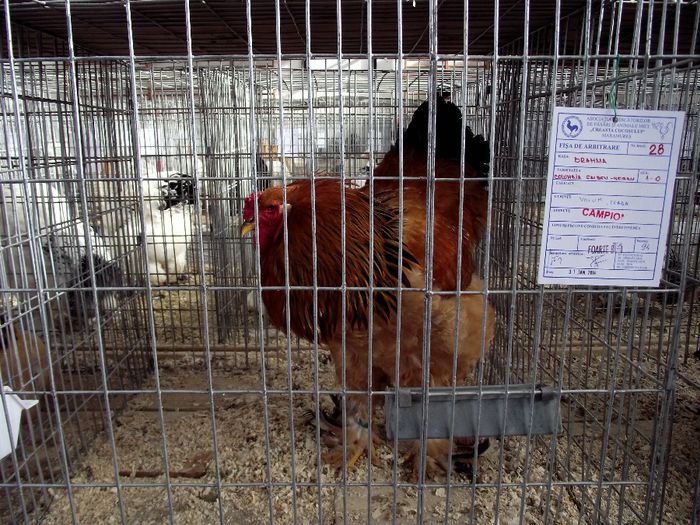 DSCF7499 - Expozitie MARAMURES 31 ianuarie-2 februarie 2014