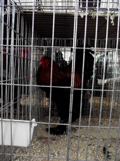 DSCF7500 - Expozitie MARAMURES 31 ianuarie-2 februarie 2014