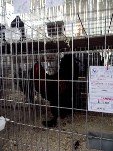 DSCF7501 - Expozitie MARAMURES 31 ianuarie-2 februarie 2014