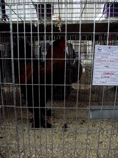 DSCF7502 - Expozitie MARAMURES 31 ianuarie-2 februarie 2014
