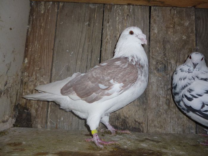 P1020137 - Perechi 2014