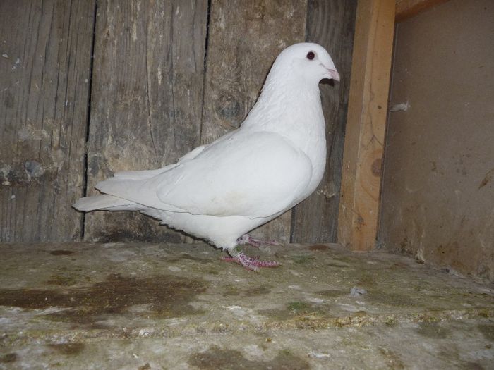 P1020142 - Perechi 2014