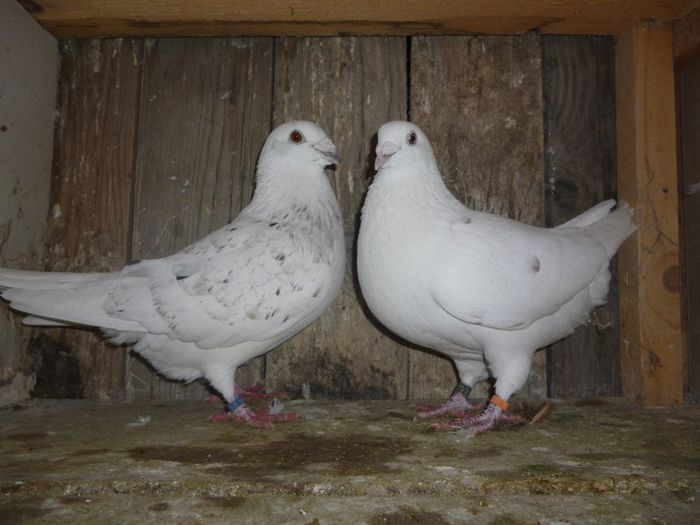 P1020144 - Perechi 2014