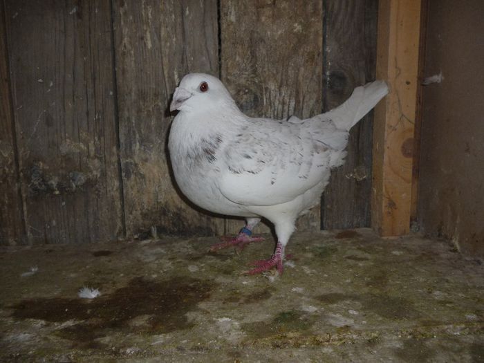 P1020146 - Perechi 2014