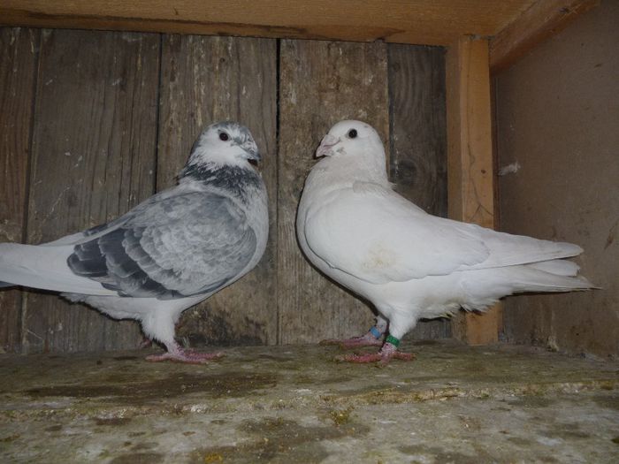 P1020148 - Perechi 2014