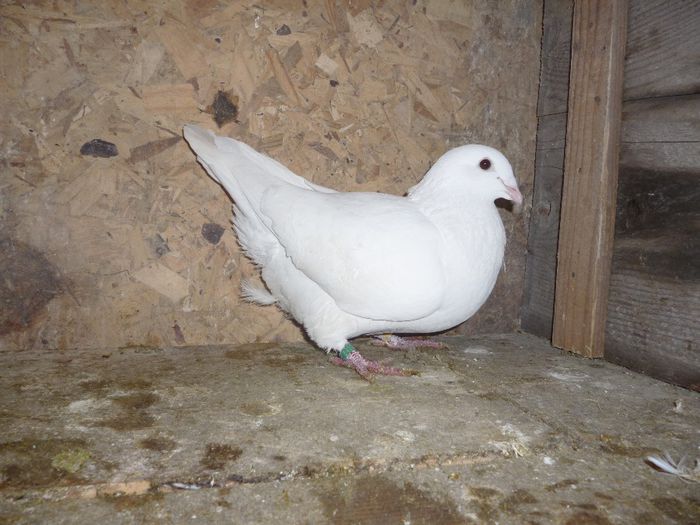 P1020152 - Perechi 2014