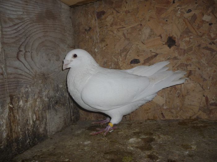 P1020153 - Perechi 2014