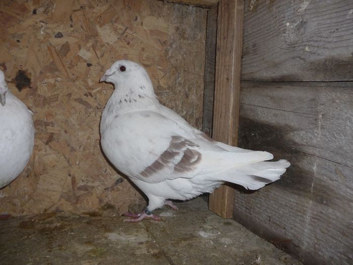 P1020155 - Perechi 2014