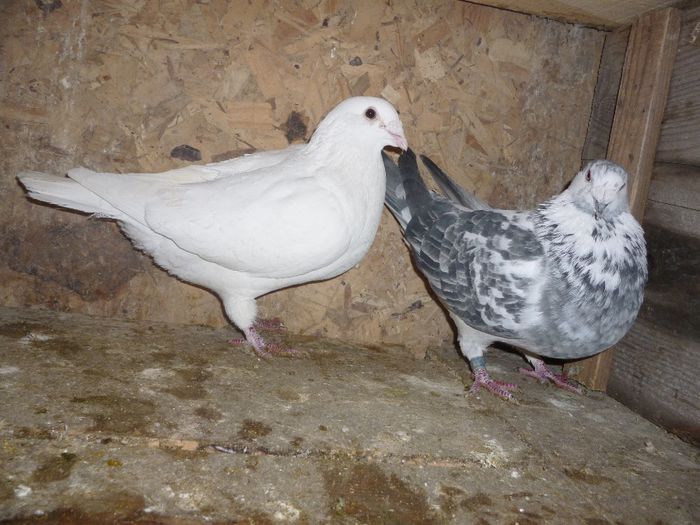 P1020160 - Perechi 2014