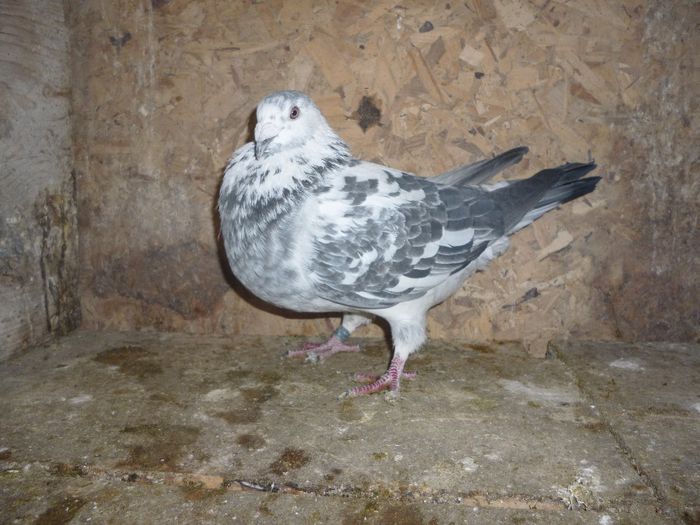 P1020161 - Perechi 2014