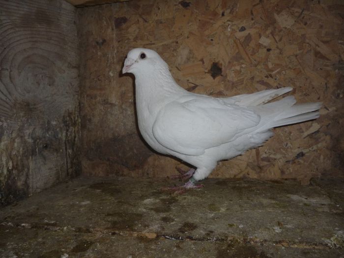 P1020162 - Perechi 2014