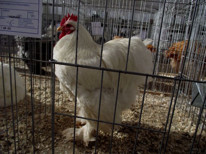 DSCF7541 - Expozitie MARAMURES 31 ianuarie-2 februarie 2014