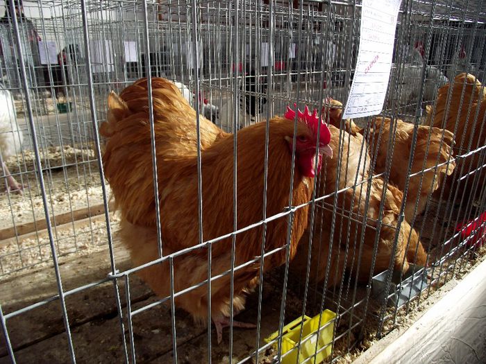 DSCF7543 - Expozitie MARAMURES 31 ianuarie-2 februarie 2014