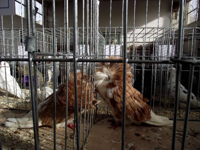 DSCF7618 - Expozitie MARAMURES 31 ianuarie-2 februarie 2014