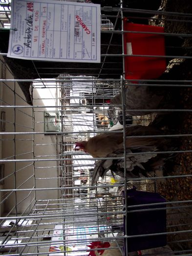 DSCF7620 - Expozitie MARAMURES 31 ianuarie-2 februarie 2014