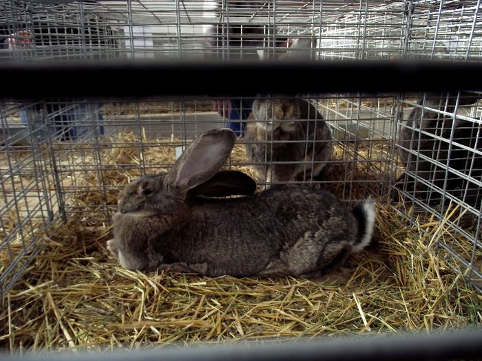 DSCF7562 - Expozitie MARAMURES 31 ianuarie-2 februarie 2014