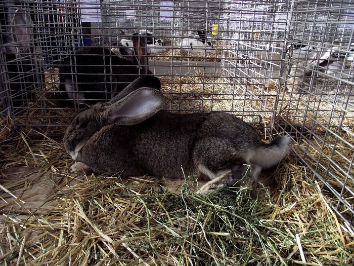DSCF7563 - Expozitie MARAMURES 31 ianuarie-2 februarie 2014