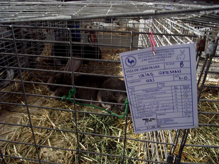 DSCF7564 - Expozitie MARAMURES 31 ianuarie-2 februarie 2014