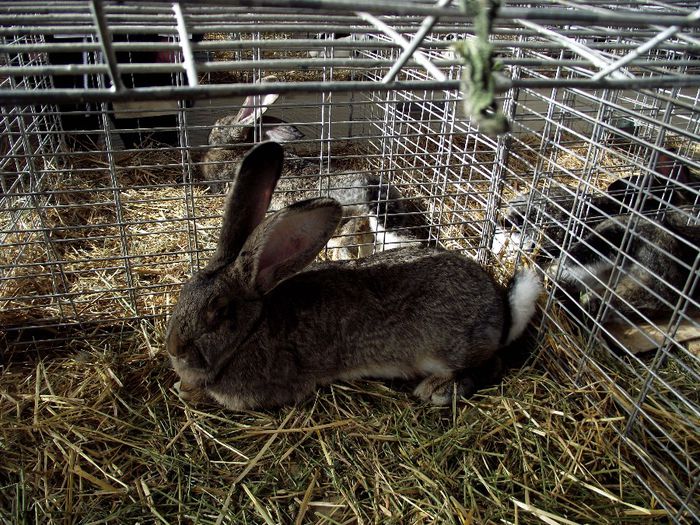 DSCF7565 - Expozitie MARAMURES 31 ianuarie-2 februarie 2014