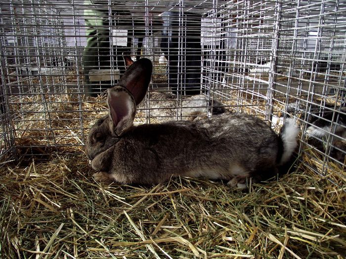 DSCF7566 - Expozitie MARAMURES 31 ianuarie-2 februarie 2014