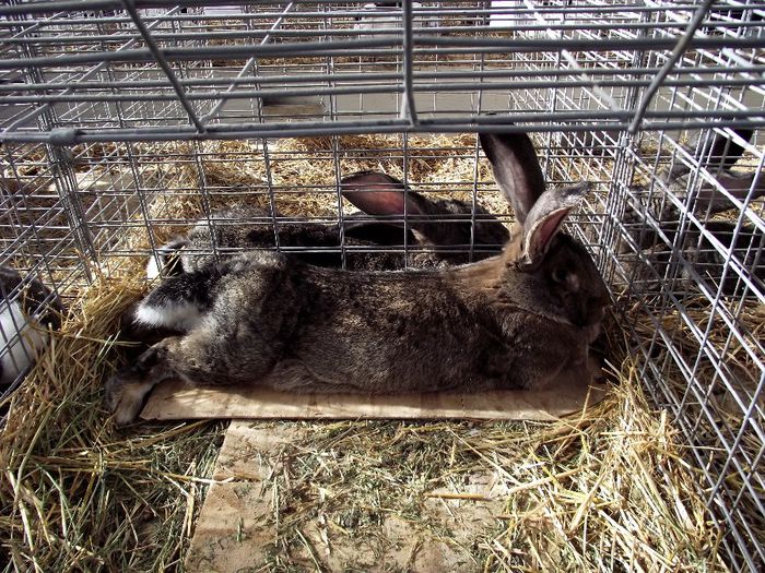 DSCF7567 - Expozitie MARAMURES 31 ianuarie-2 februarie 2014