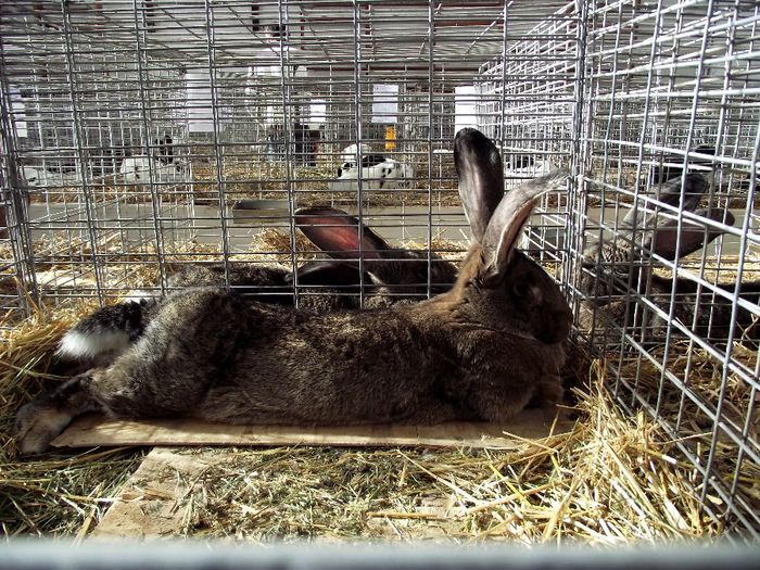 DSCF7569 - Expozitie MARAMURES 31 ianuarie-2 februarie 2014