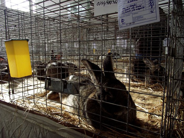 DSCF7572 - Expozitie MARAMURES 31 ianuarie-2 februarie 2014