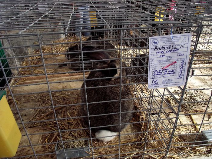 DSCF7573 - Expozitie MARAMURES 31 ianuarie-2 februarie 2014