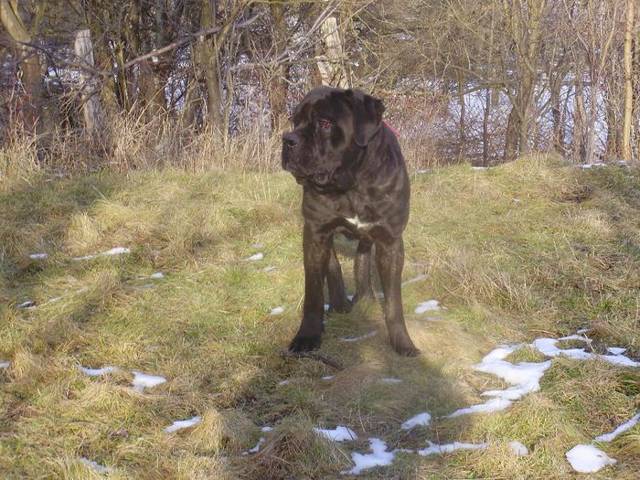 P1110246 - max cane corso