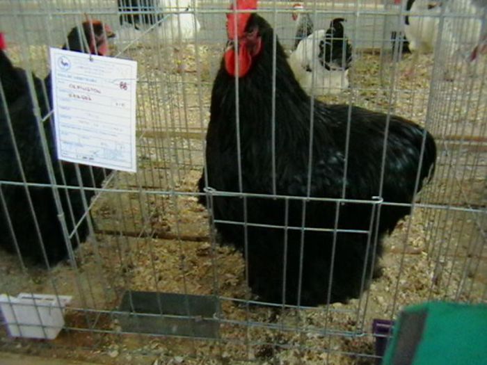 EXPO 2014 MARAMURES - EXPOZITII MARAMURES