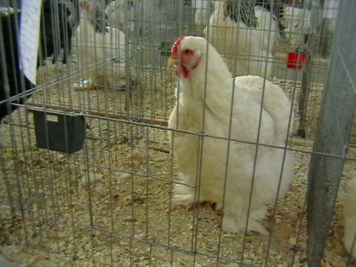 EXPO 2014 MARAMURES - EXPOZITII MARAMURES