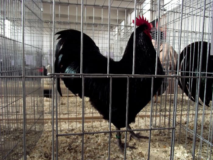 cocos 97p - Australorp negru