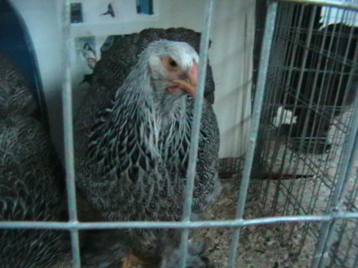 EXPO 2014 MARAMURES - EXPOZITII MARAMURES