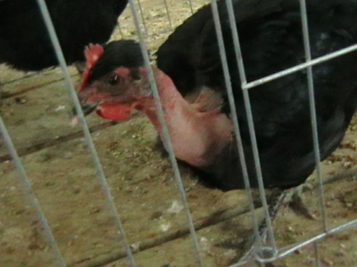 EXPO 2014 MARAMURES - EXPOZITII MARAMURES